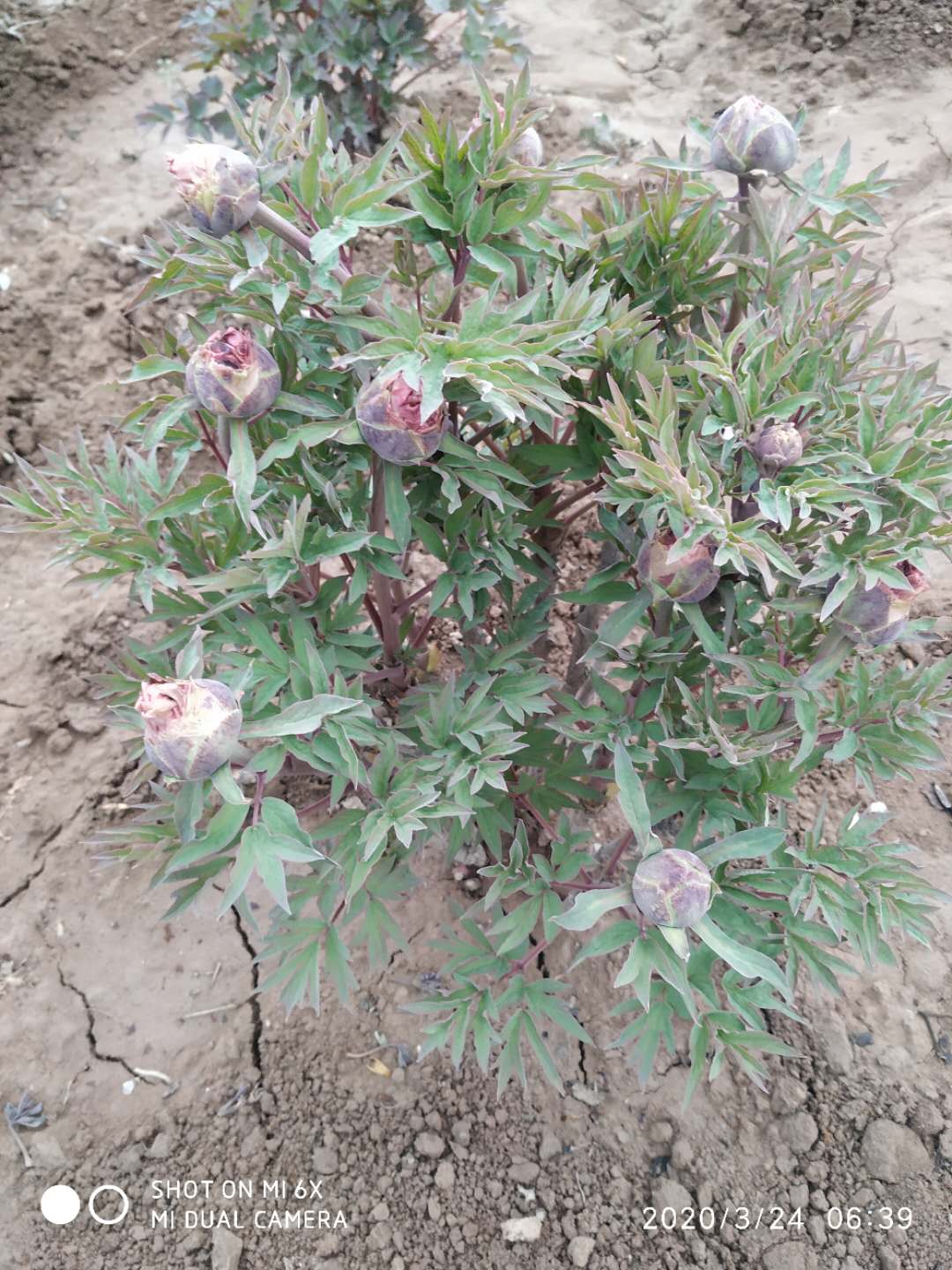  花农培育精品牡丹芍药 平价出售牡丹芍药花苗