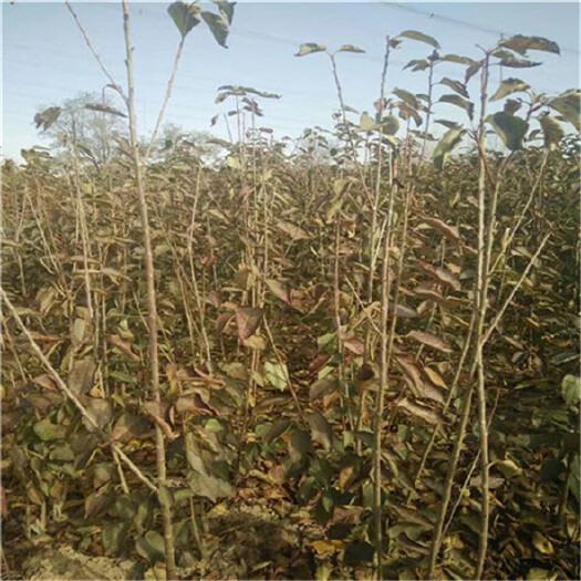泰安车厘子树苗1公分3公分车厘子树苗4公分5公分车厘子树苗