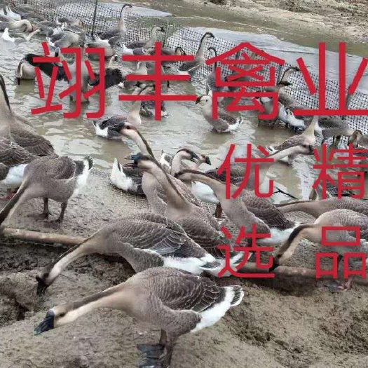 昆明马岗鹅苗  ，灰鹅苗，已做好疫苗，肉质出色，提供技术指导！