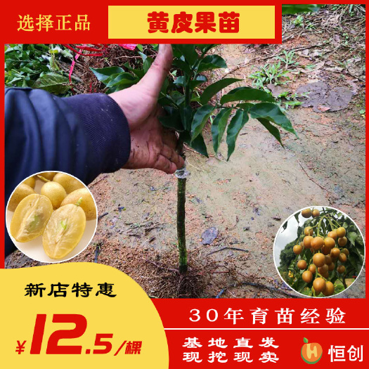 灵山县 批发香蜜黑黄皮苗 广西无核黄皮果苗-垂枝形鸡心黄皮果苗基地