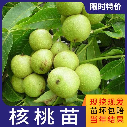 平邑县薄皮核桃苗 核桃树苗嫁接苗薄皮核桃8518品种苗存活保证南北都可种植
