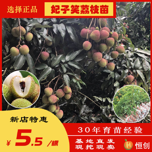 灵山县 批发荔枝苗 妃子笑荔枝苗 广西妃子笑荔枝苗基地直供