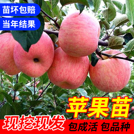 平邑县红富士苹果苗 苹果苗嫁接树苗烟台富士国光小嘎啦品种苗基地直销技术支持