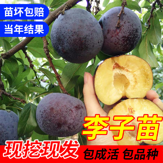 平邑县 李子树苗嫁接苗恐龙蛋清脆李水果树苗南北方种植多品种供应