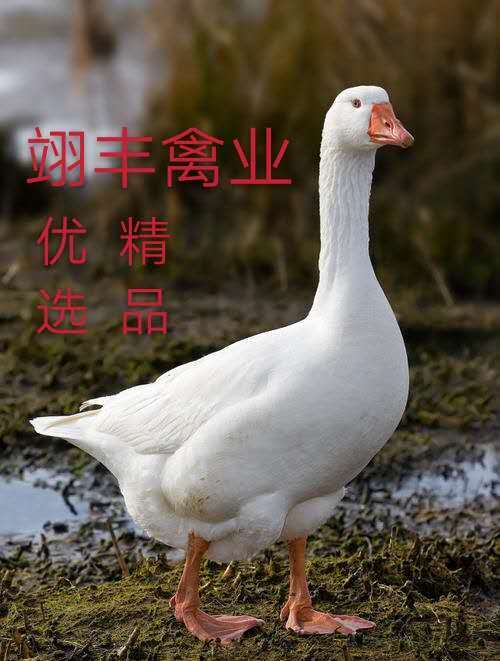 昆明白鹅苗，大品种鹅苗，肉质出色，已做好疫苗！