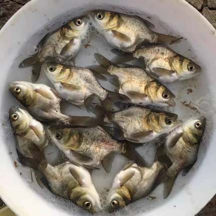 肇庆缩骨大头鱼苗  抗病力强大头鱼苗 缩骨花鲢鱼苗 鲜活发货  淡水鱼苗场批发商