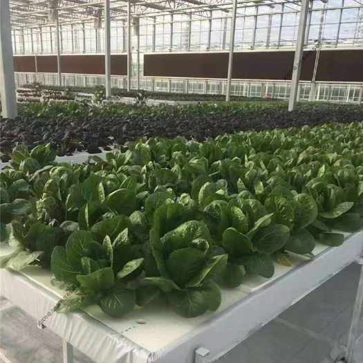 武汉无土栽培设备  温室大棚 DFT深液流栽培床 水培种植层架