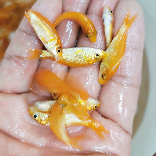 丰县 红鲤鱼苗 锦鲤鱼苗繁殖场批发 放生锦鲤鱼苗 采购放生红鲤鱼苗
