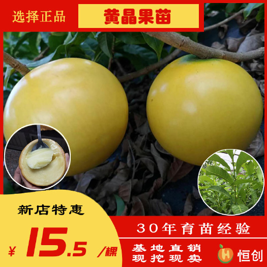 灵山县 嫁接黄金果苗批发 云南黄晶果苗价格 基地直供