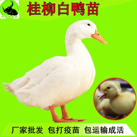 阳朔县 广西鸭苗/桂柳白鸭苗批发包邮  送货上门