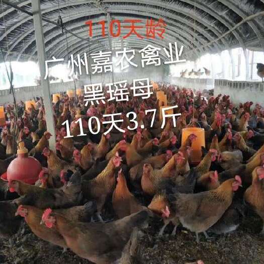 广州 优质黑瑶母 鸡苗