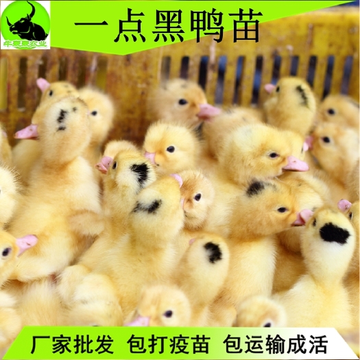 湛江 广东鸭苗M18鸭苗批发包邮 送货上门