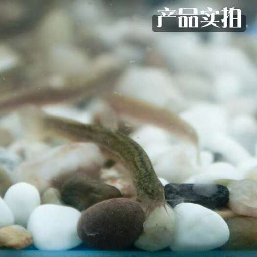 全州县 2020年广东泥鳅苗批发_清远泥鳅苗养殖视频