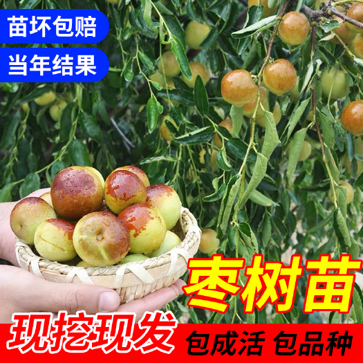 平邑县 枣树苗沾化冬枣苗嫁接苗自家苗圃南北方种植水果树