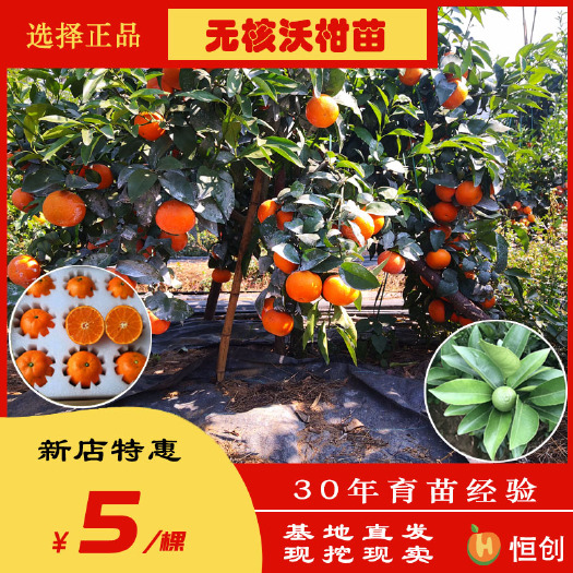 灵山县091无核沃柑苗 广西嫁接沃柑苗 批发价格