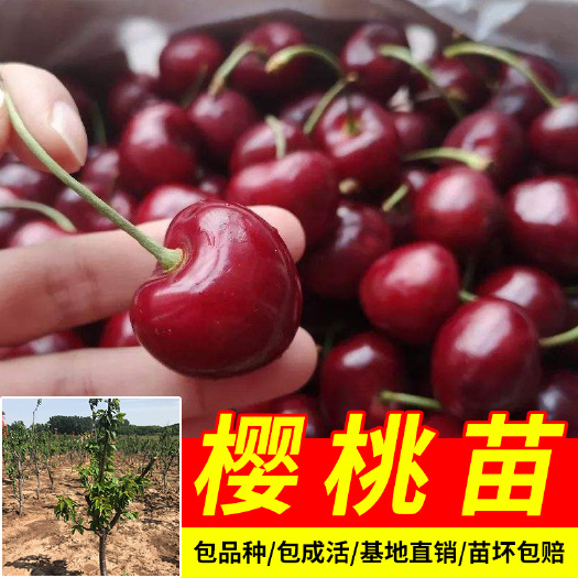 平邑县俄罗斯8号樱桃苗 樱桃树苗嫁接品种苗美早红灯俄罗斯8号技术支持基地直销存活保证