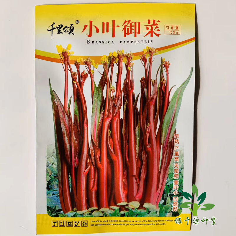 沭阳县菜苔种子红菜苔种子杂交种子优质菜苔新种子包邮
