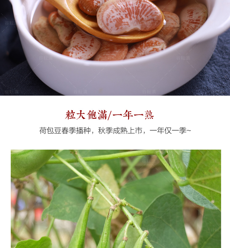  新貨云南荷包豆大腎豆500g狀元豆花蕓豆花豆農(nóng)家自產(chǎn)豆類雜糧