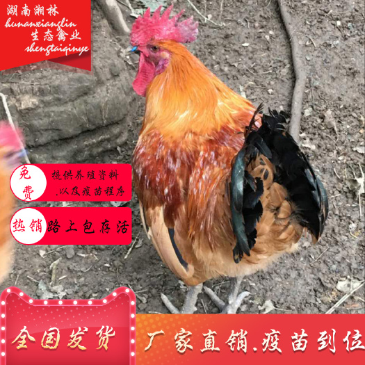 衡阳县 热销黄毛乌皮红冠鸡苗乌鸡苗土鸡苗绿壳蛋鸡苗青脚土鸡苗疫苗到位