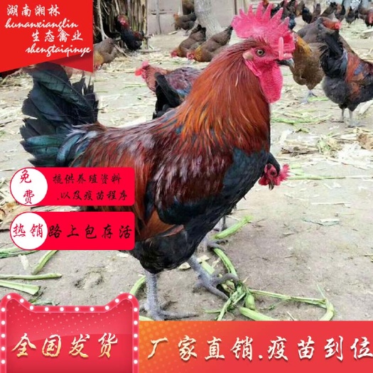 衡阳县 血毛土鸡苗青脚麻鸡苗绿壳蛋鸡苗五黑一绿灵山土鸡苗抗病能力强