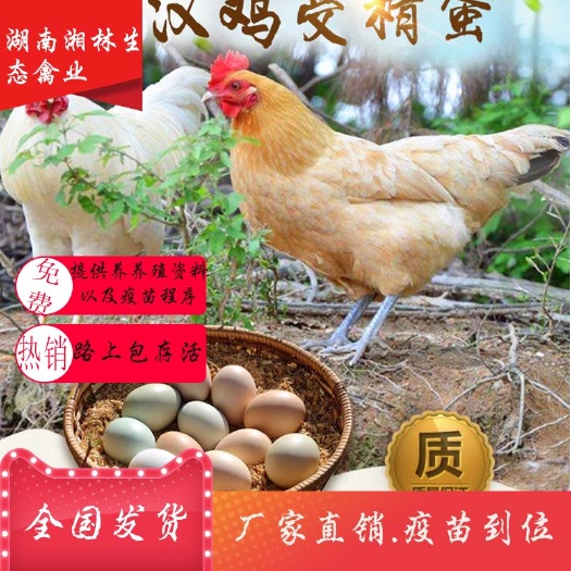 衡阳县江汉土鸡苗青脚土鸡苗五黑一绿散养土鸡苗高产绿壳蛋鸡苗疫苗到