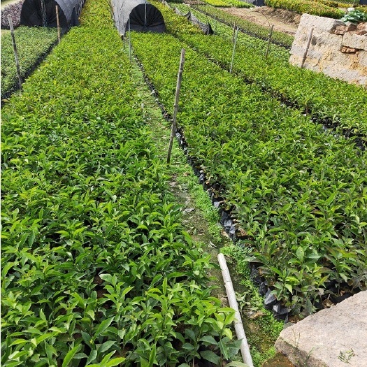 中山市 7斤袋 双色茉莉20~25公分苗，农村自种价格实惠