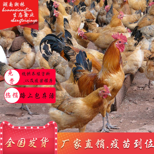 衡阳县 优质淮南王土鸡苗青脚土鸡苗笨鸡苗绿壳蛋鸡苗散养土鸡苗全国发货