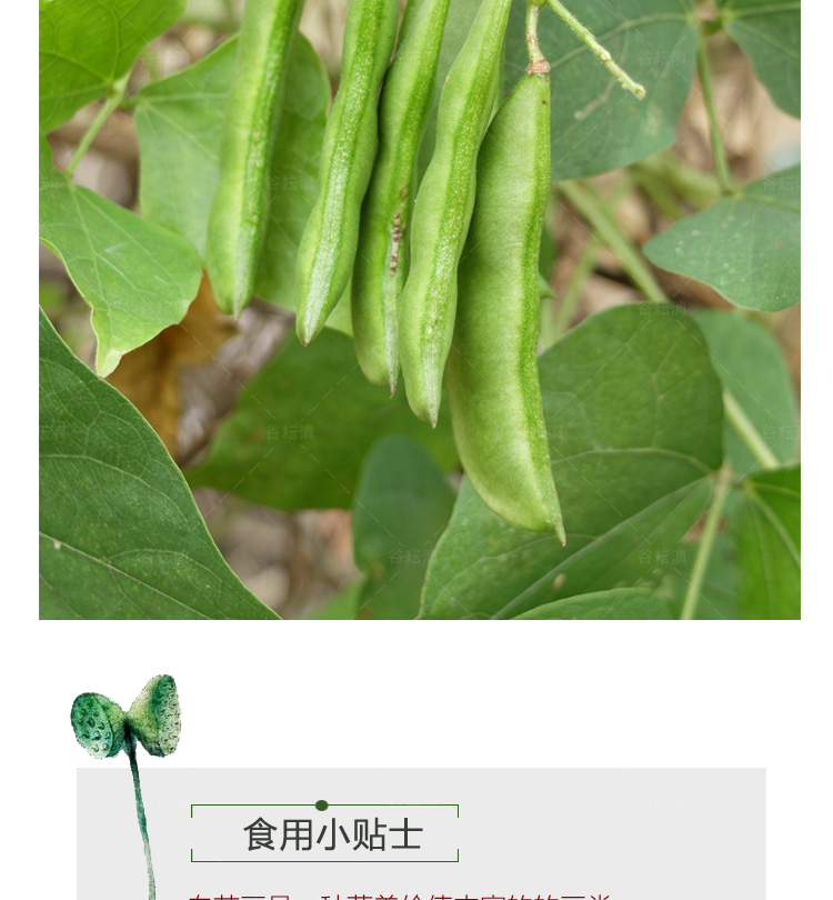  大白蕓豆1kg散裝云南麗江特產(chǎn)農(nóng)家白云豆豆類雜糧大豆子干貨