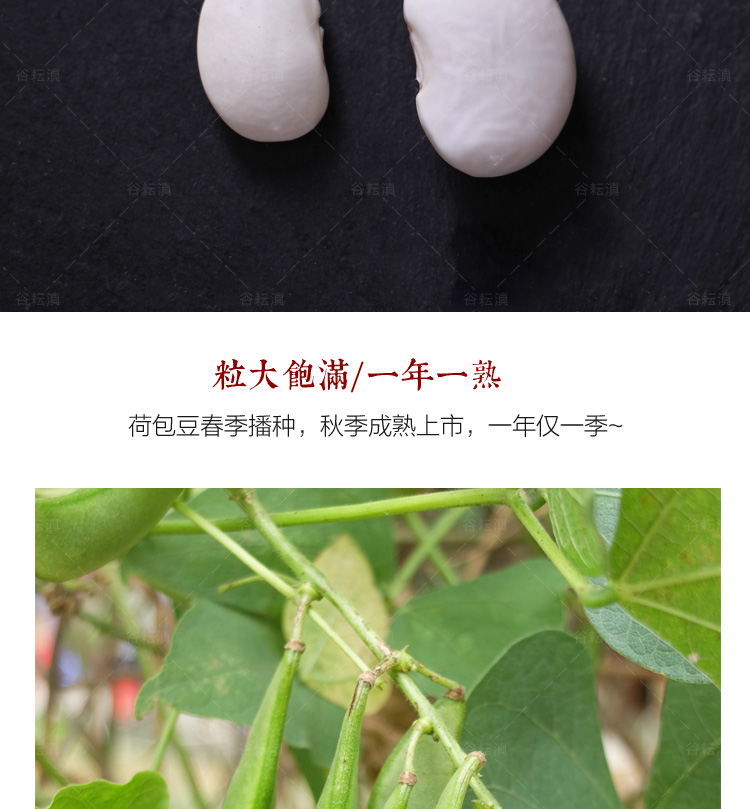  大白蕓豆1kg散裝云南麗江特產(chǎn)農(nóng)家白云豆豆類雜糧大豆子干貨