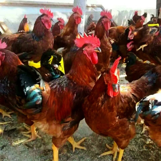 衡阳优质大种麻鸡苗供应 k9鸡苗 麻黄鸡苗
