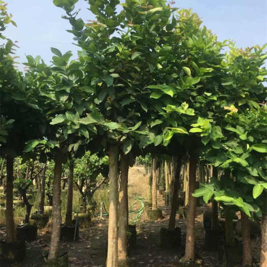 普宁市黑金刚莲雾苗 莲雾树苗供应 绿化莲雾树批发商