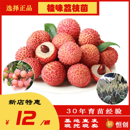 灵山县 供应桂味荔枝苗 广西桂味荔枝苗 荔枝苗厂家直销