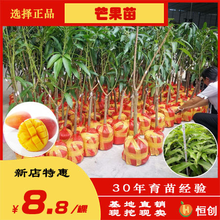 灵山县 出售嫁接红贵妃芒果苗 广西贵妃芒果苗批发基地