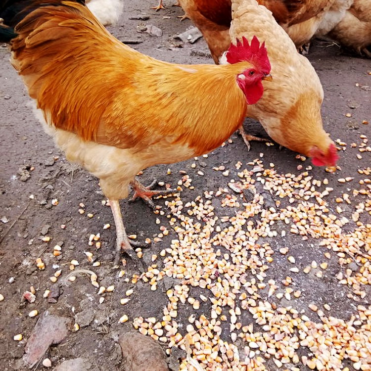  细脚土鸡苗 三黄土鸡苗 湖南土鸡苗 红毛公鸡苗 草鸡苗