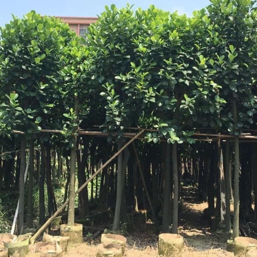 普宁市马来西亚一号菠萝蜜苗 菠萝蜜树苗出售米径4到20公分菠萝蜜袋苗