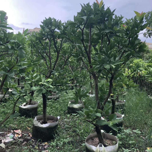 普宁市大叶红莲雾苗 莲雾树基地批发各种优质莲雾树苗