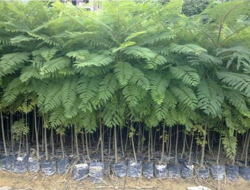 中山市 蓝花楹小苗供应 街道美化绿化乔木