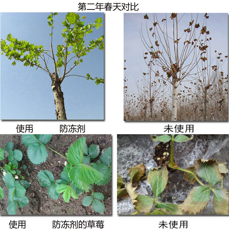 液体肥料 植物防冻剂农作物防冻液花卉果树蔬菜小麦耐寒抗寒剂抗冻剂解冻害