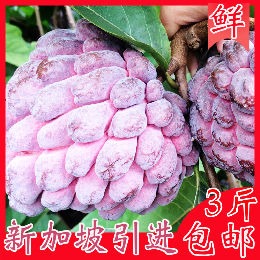 徐闻县 番荔枝红释迦果3斤包邮新鲜水果批发非释迦摩尼果佛头果