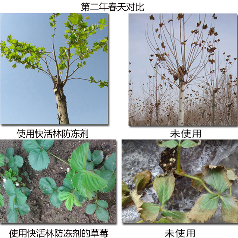 液体肥料 植物防冻剂农作物防冻液花卉果树蔬菜小麦耐寒抗寒剂抗冻剂解冻害