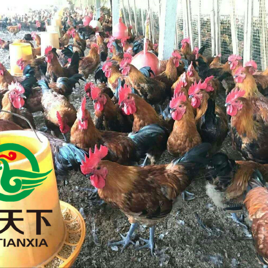 广州青脚土鸡苗 禽天下青脚土鸡1号公苗 包疫苗包路损 全国发货