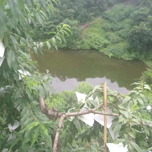中方县 麻阳黄桃