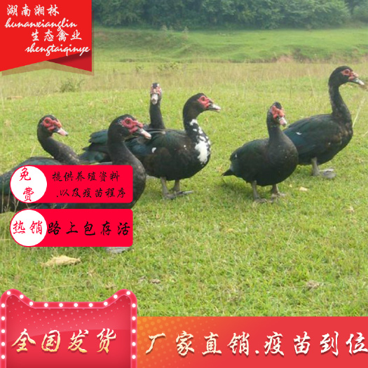 衡阳县 黑番鸭苗大种洋鸭苗有名非洲雁旱鸭苗红头鸭苗西洋鸭苗大种麻鸭苗