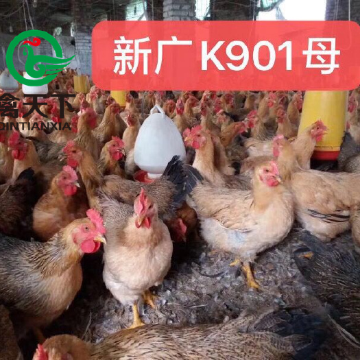 广州K9鸡苗  K9麻黄鸡苗  新广K901母苗节粮型大种鸡