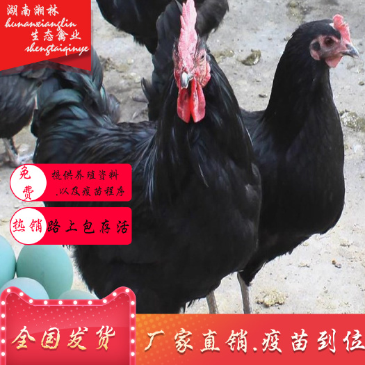 衡阳县肉鸡苗  黑羽红冠鸡苗绿壳蛋鸡苗五黑一绿鸡苗散养土鸡苗土鸡苗抗病能力