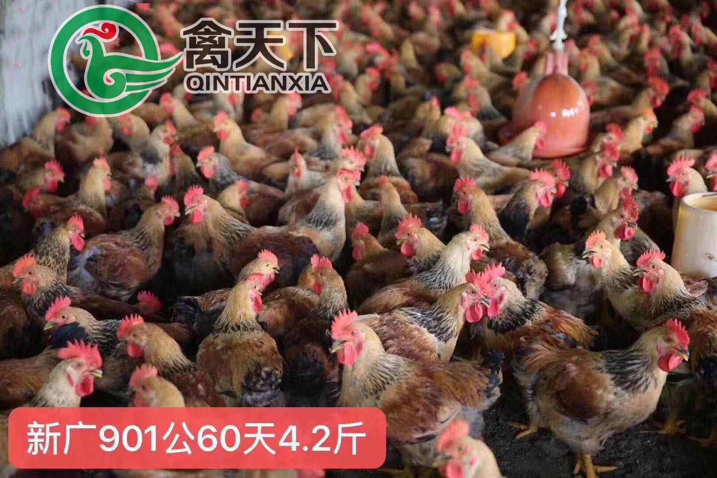 k9麻黄鸡苗 新广k901母苗节粮型大种鸡