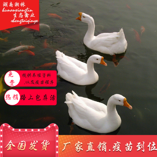 衡阳县大种白鹅苗灰鹅苗大三花鹅苗鸭苗青壳蛋鸭苗绿壳蛋鸡苗包运输