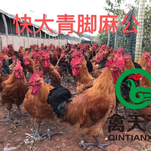 广州青脚麻鸡苗  禽天下快大青脚麻公鸡苗 包疫苗包路损