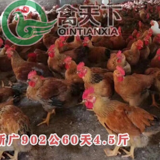 广州K9麻黄鸡苗 新广902鸡苗成鸡10斤以上高脚大种