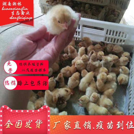 衡阳县 湘黄土鸡苗黄土鸡苗青脚土鸡苗五黑一绿鸡苗绿壳蛋鸡苗疫苗到位